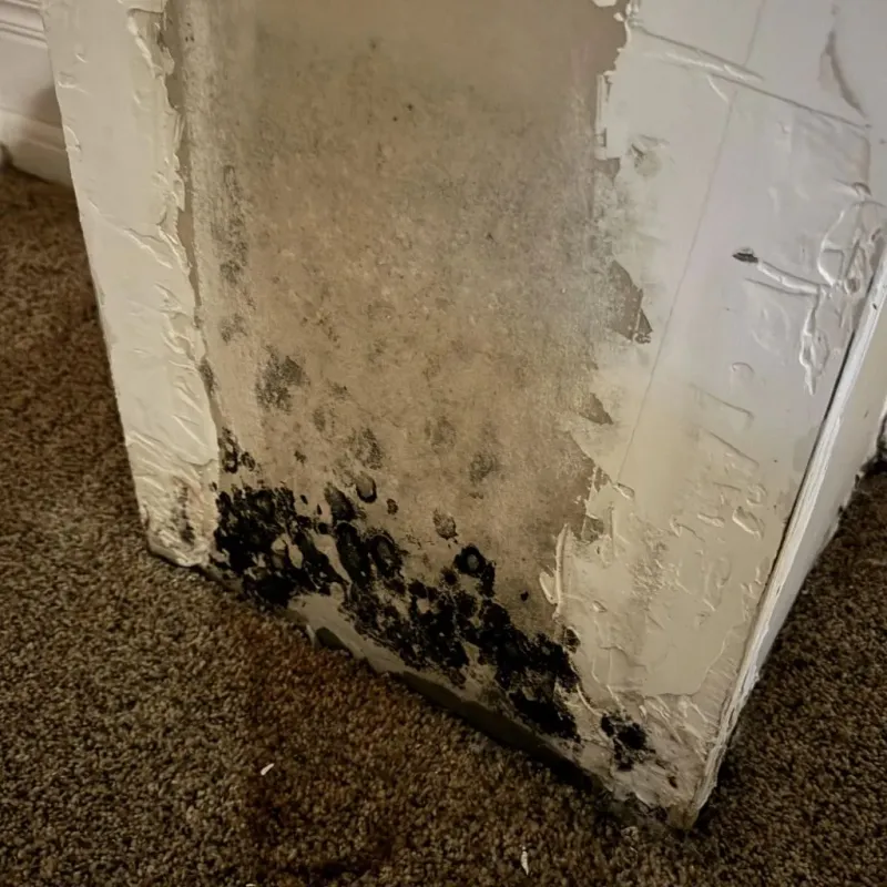 Professional Mold Removal in West Marion, NC
